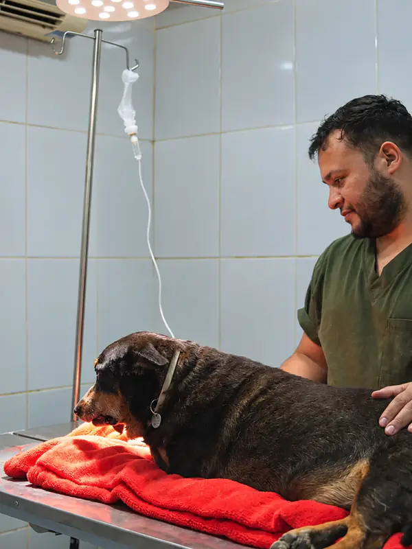 Veterinário acompanhando um cão no centro cirúrgico da Pelos e Patas