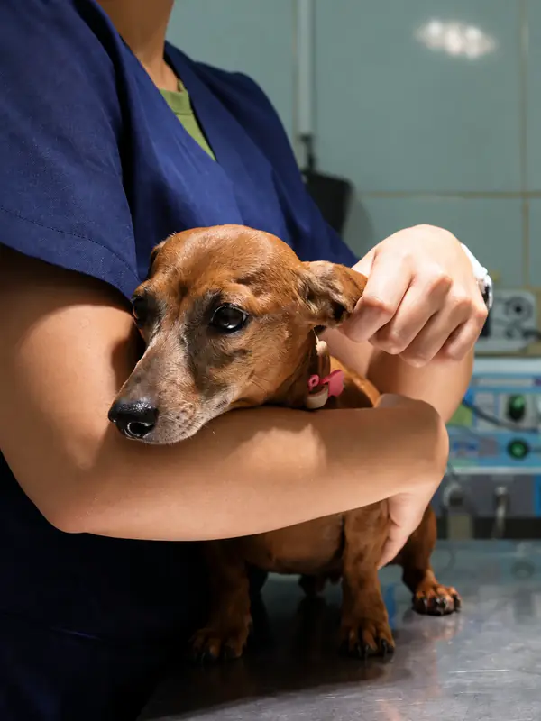 Veterinária da Pelos e Patas no colo com um dachshund