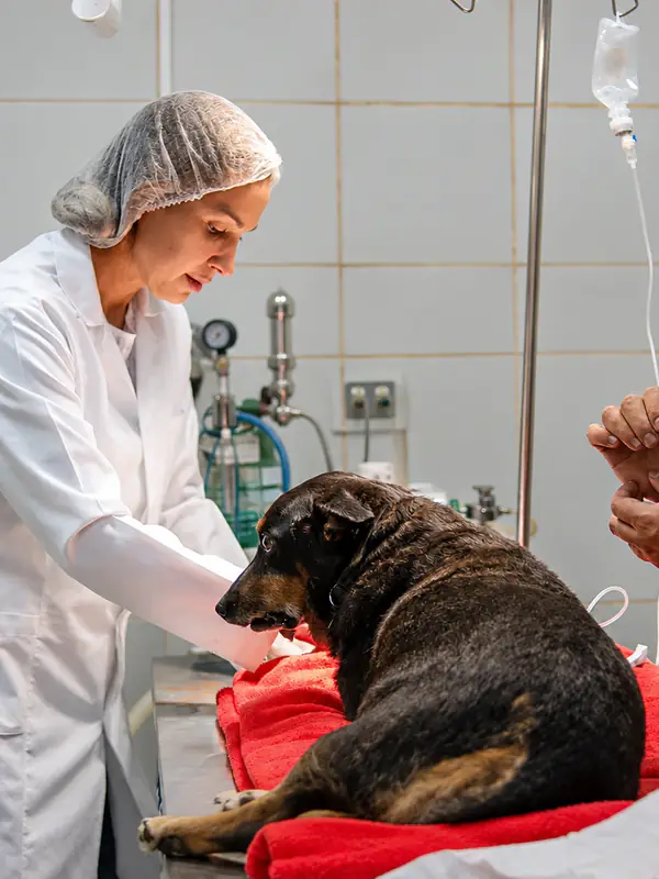 Veterinária avaliando um cão na Pelos e Patas