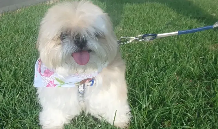 Shih-tzu chegando para atendimento na Pelos e Patas