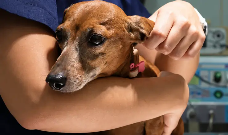 Veterinária da Pelos e Patas no colo com um dachshund