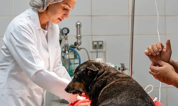 Veterinária avaliando um cão na Pelos e Patas