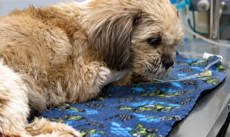 Cão internado em recuperação na Pelos e Patas