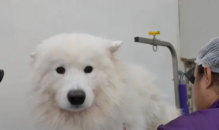 Cão em cuidado de pele e pelagem na Pelos e Patas
