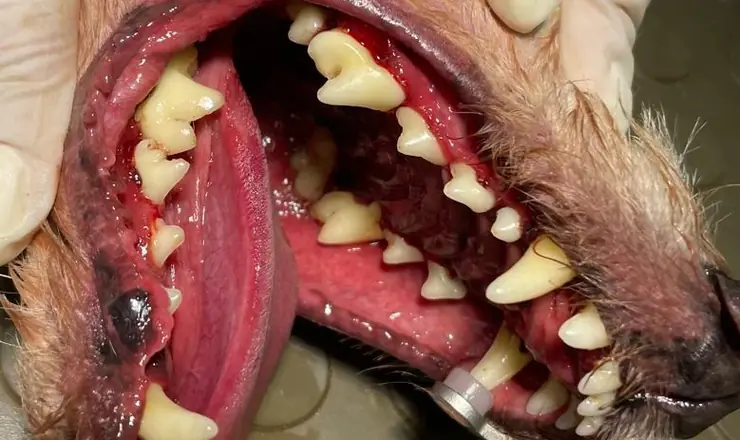 Avaliação odontológica de um cão na Pelos e Patas